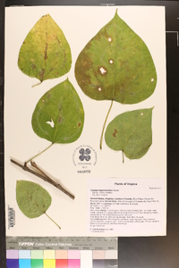 Catalpa bignonioides image