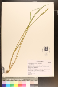 Carex stipata var. stipata image