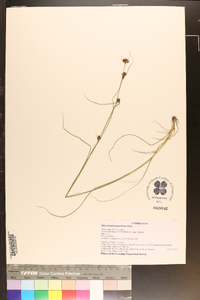 Rhynchospora gracilenta image