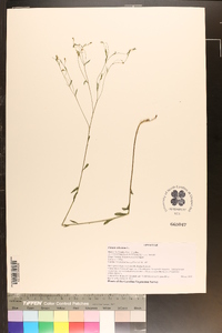 Linum virginianum image