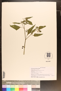 Solanum ptychanthum image