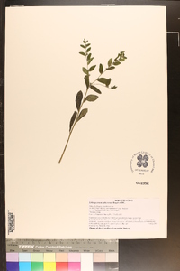 Lithospermum tuberosum image