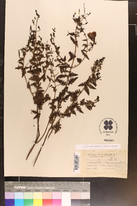 Image of Dasistoma pedicularia