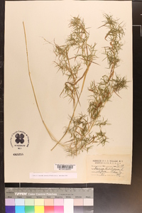 Panicum dichotomum image