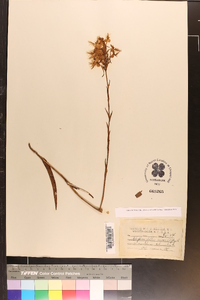 Platanthera ciliaris image