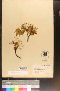 Acer platanoides image