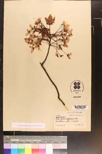 Acer pennsylvanicum image