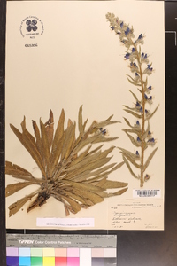 Echium vulgare image