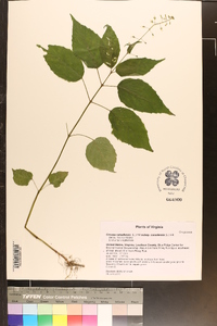 Circaea canadensis image