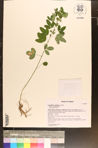 Lespedeza violacea image