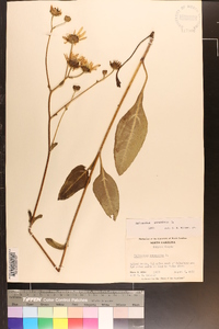 Helianthus atrorubens image