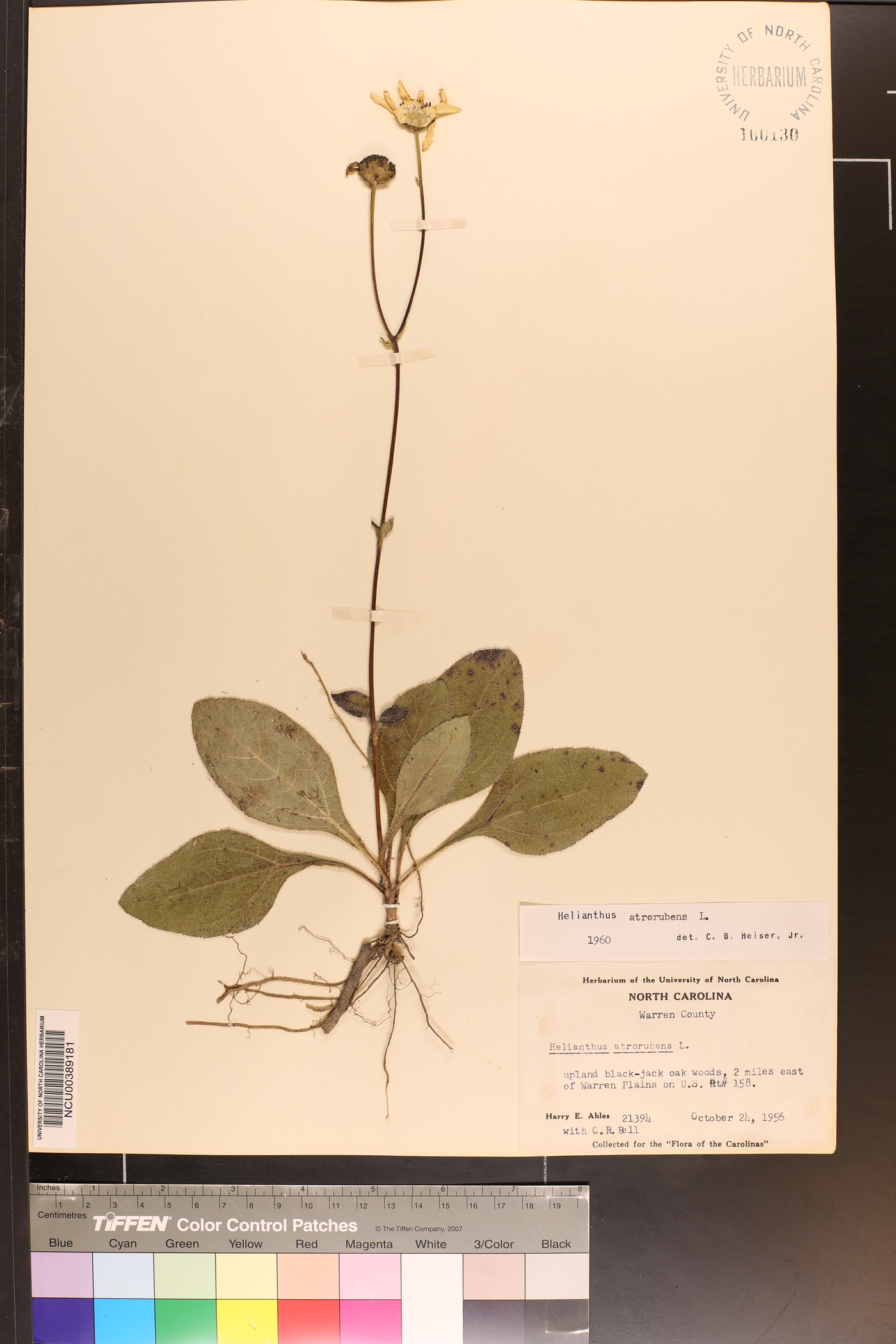Helianthus atrorubens image