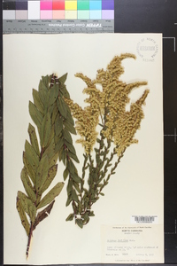 Solidago fistulosa image