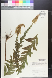 Solidago fistulosa image