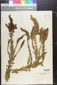 Solidago fistulosa image