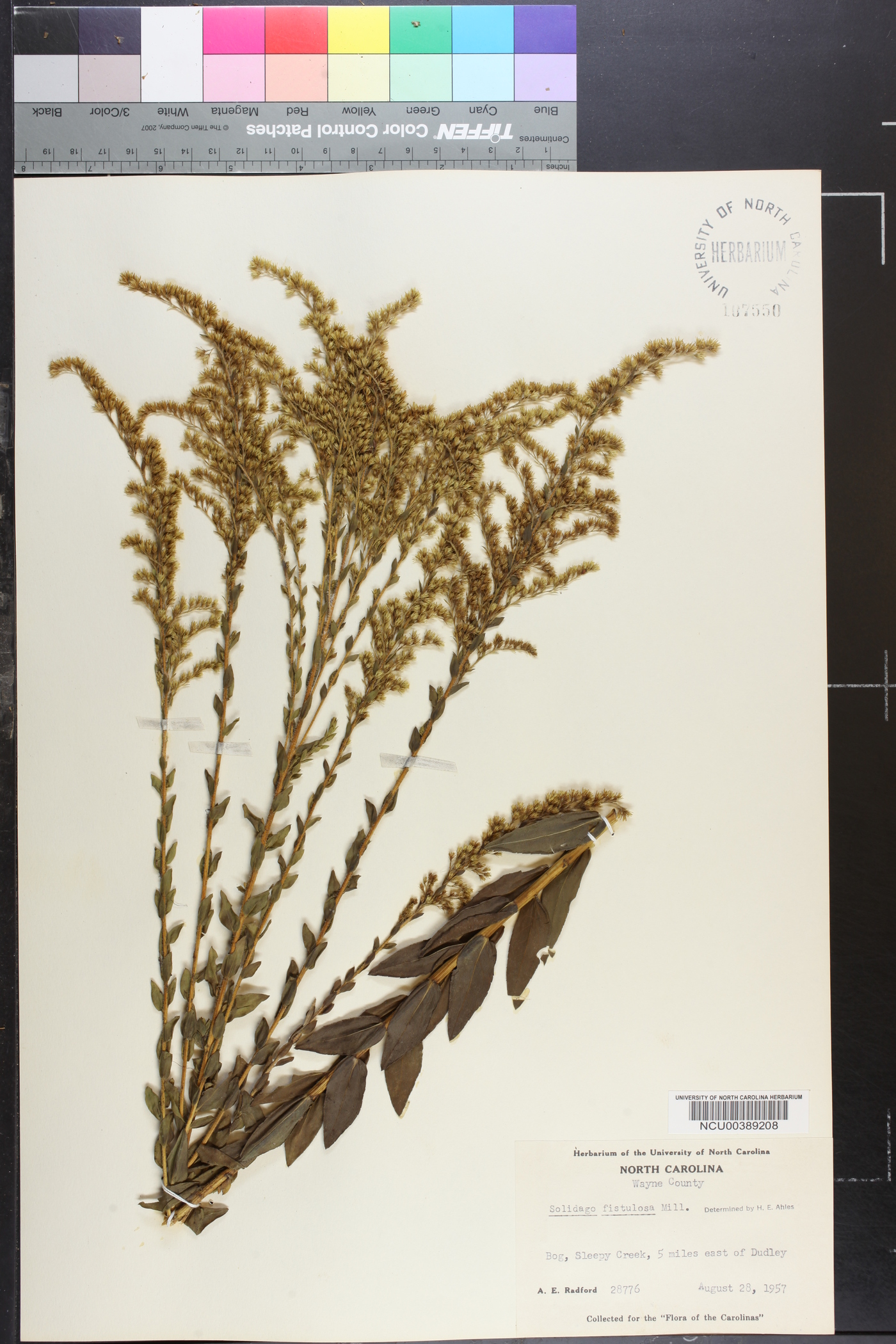 Solidago fistulosa image