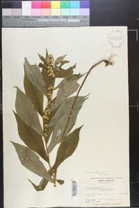 Solidago flaccidifolia image