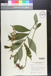 Solidago flaccidifolia image