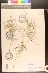 Equisetum pratense image