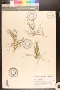 Equisetum pratense image