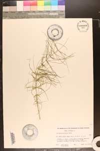 Equisetum pratense image