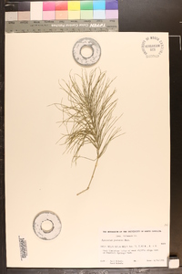 Equisetum pratense image