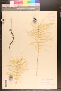 Equisetum pratense image