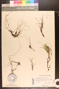 Equisetum scirpoides image