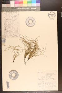 Equisetum scirpoides image