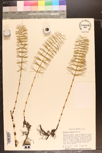 Equisetum pratense image