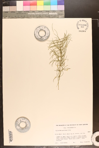 Equisetum pratense image