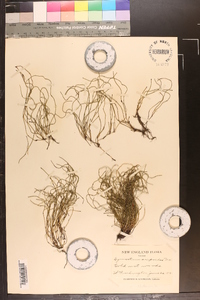 Equisetum scirpoides image