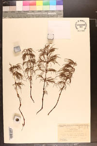 Equisetum sylvaticum image