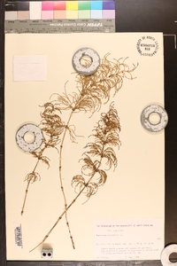 Equisetum sylvaticum image