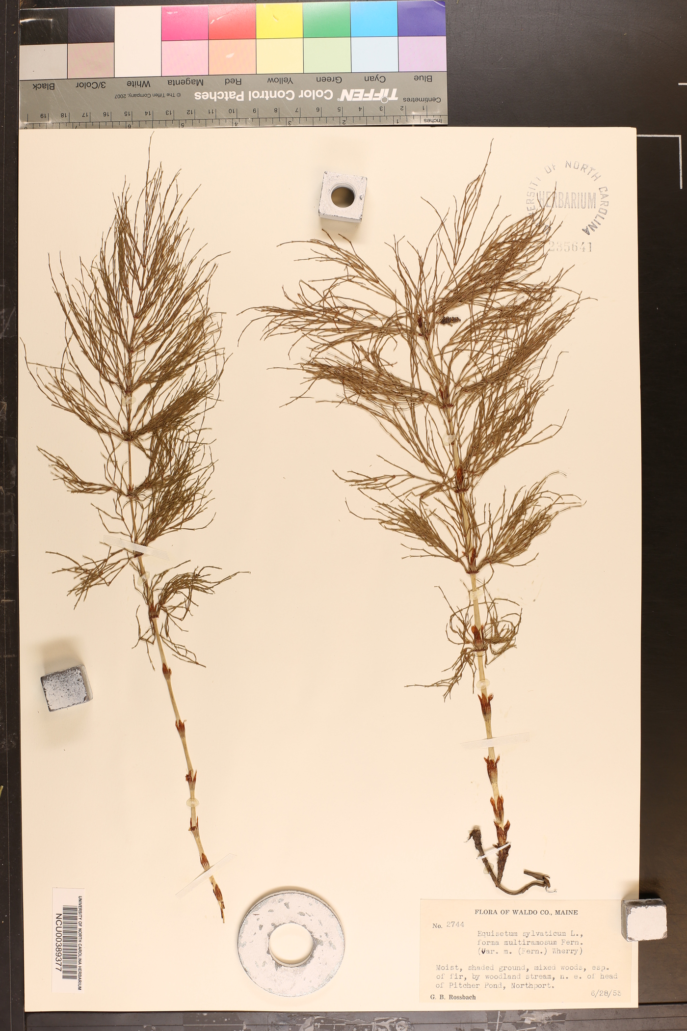 Equisetum sylvaticum f. multiramosum image
