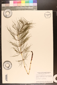 Equisetum sylvaticum image