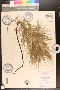 Equisetum sylvaticum image