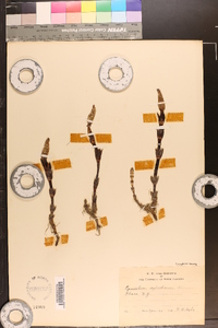 Equisetum sylvaticum image