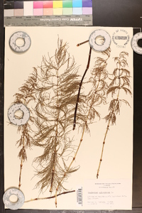 Equisetum sylvaticum image