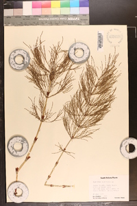 Equisetum sylvaticum image