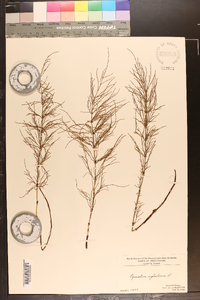 Equisetum sylvaticum image