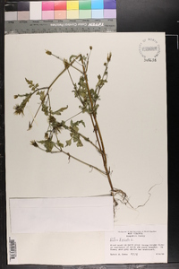 Bidens bipinnata image