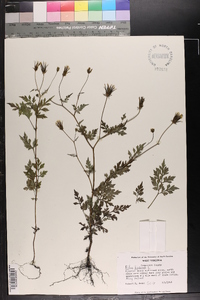 Bidens bipinnata image