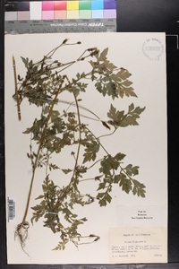 Bidens bipinnata image