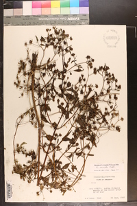 Bidens connata image