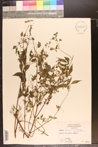 Bidens discoidea image