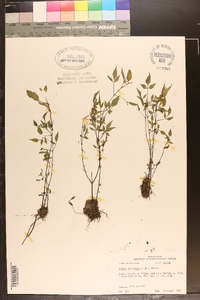 Bidens discoidea image