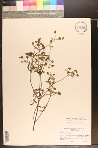 Bidens discoidea image