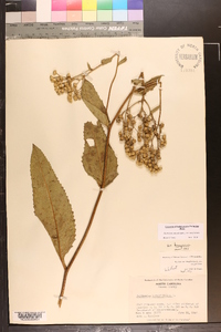 Parthenium integrifolium image