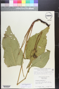 Parthenium integrifolium var. integrifolium image